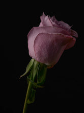 Amber Bloom 50 ml Perfume Oil Rollerball